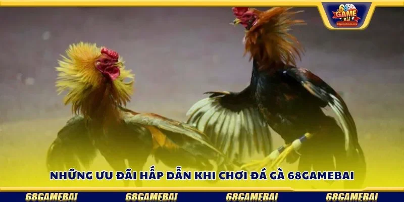 Những ưu đãi hấp dẫn khi chơi đá gà 68gamebai